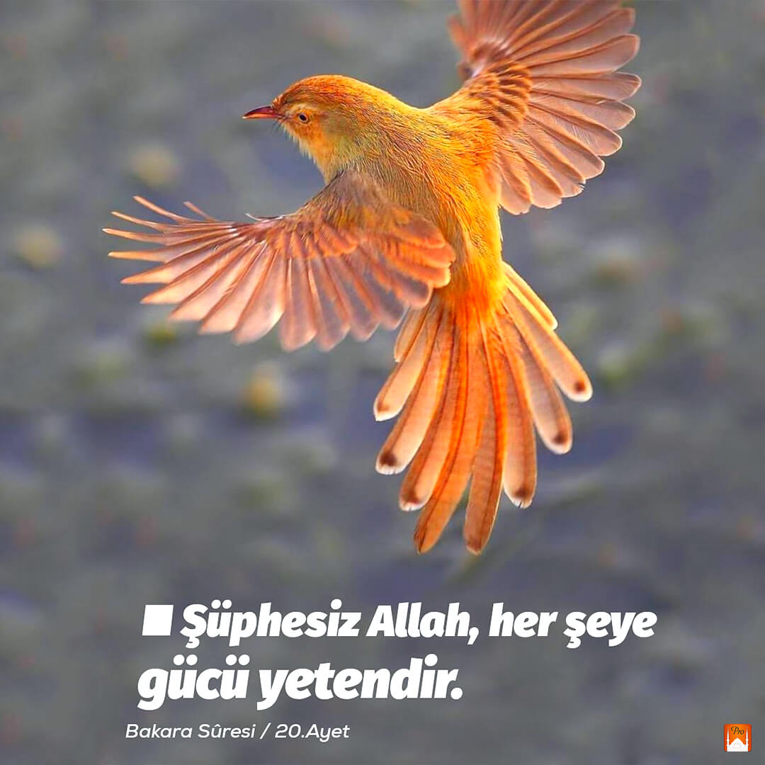 N Şüphesiz Allah