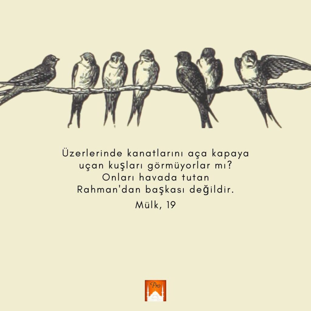 Üzerlerinde kanatlarını aça kapaya